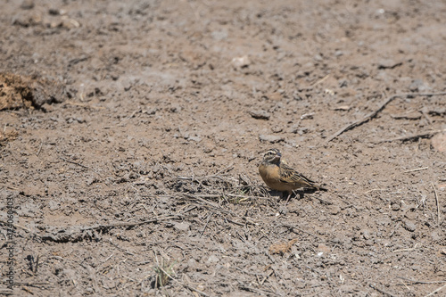 Cinnamon-breasted Bunting (Emberiza tahapisi) Standing on the Ground in Africa photo