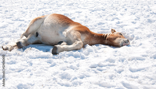 Belgian Draft horse lying down in snow, taking his nap in sun on a cold winter day