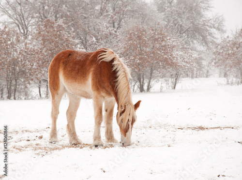 Obraz na płótnie Frosty Belgian Draft horse picking hay in snow on a cold foggy winter day