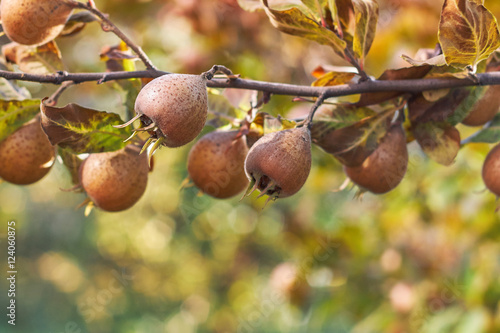 Common medlar fruit growing on tree. Copy space