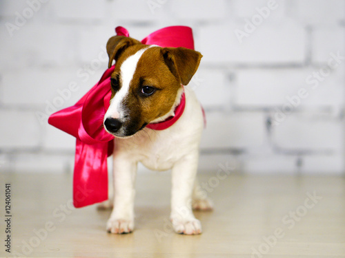 Jack Russell Puppy pink bow