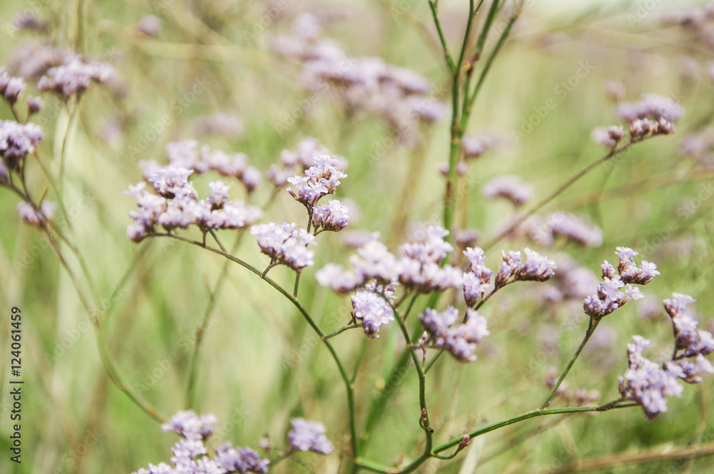 Fototapeta premium meadow flowers