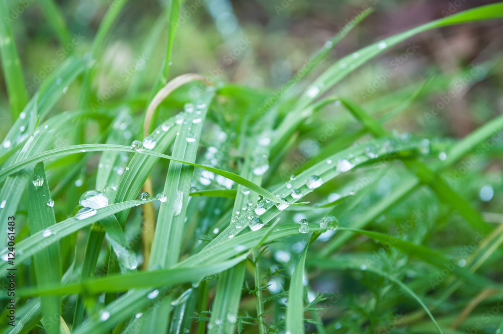 gouttes de plus sur de herbe