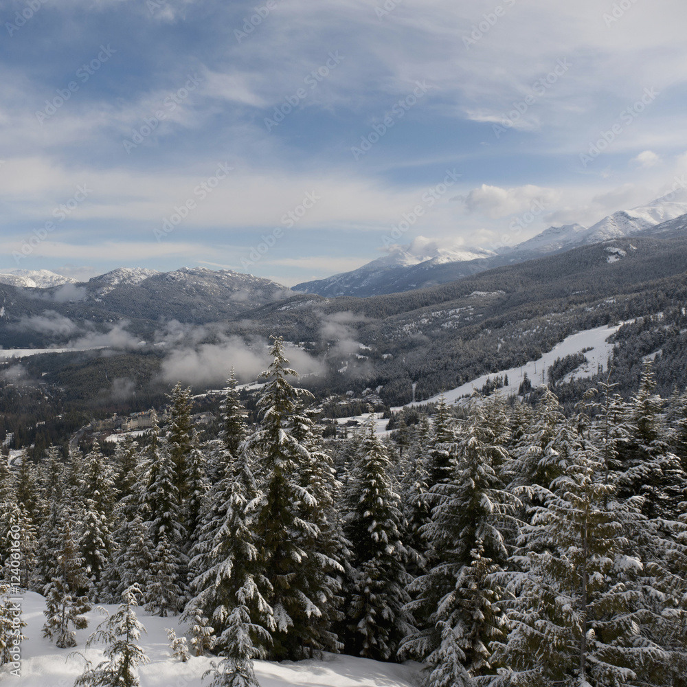 Snow Covered Trees In A Forest In The Foothills Of The Mountains; Whistler, British Columbia, Canada Snow Covered Trees In A Forest In The Foothills Of The Mountains; Whistler, British Columbia, Canada