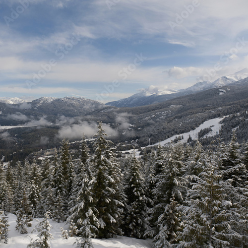 Wallpaper Mural Snow Covered Trees In A Forest In The Foothills Of The Mountains; Whistler, British Columbia, Canada Torontodigital.ca