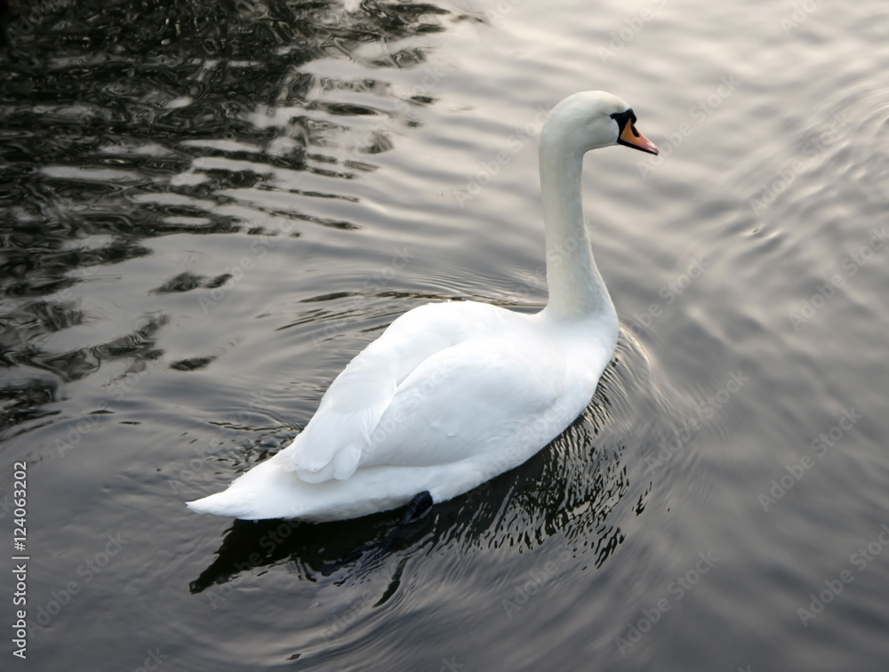 Naklejka premium Swan swimming in lake