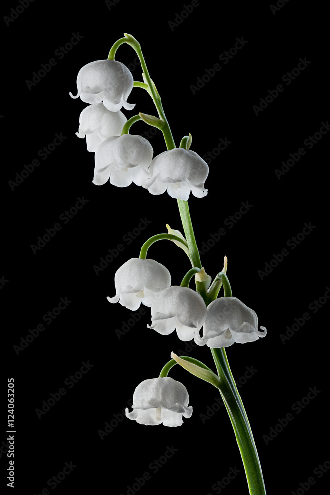 Lily of the valley