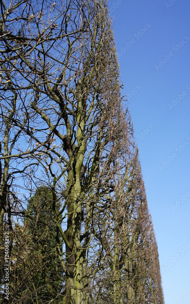 Fototapeta premium Cropped tree in garden
