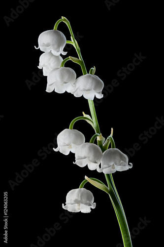 Obraz na płótnie Lily of the valley w salonie
