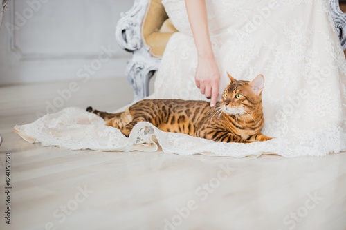 The bengal cat sits near bride, she touch cat