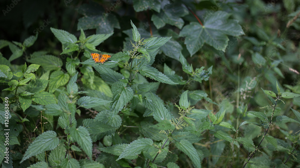 Obraz premium C-Falter ( Polygonia c-album ) auf Brennessel