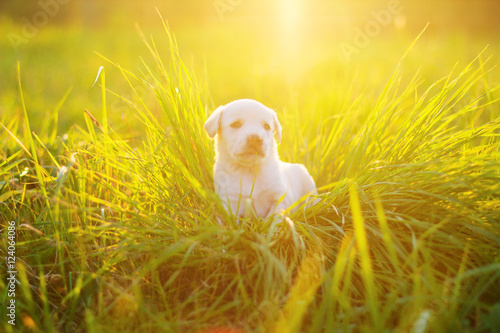 Cute little puppy sitting among green grass with the sunlight on the background