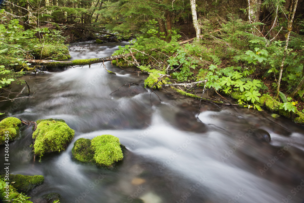 Still Creek In Mount Hood National Forest In The Oregon Cascade Mountains; Oregon, United States of America Still Creek In Mount Hood National Forest In The Oregon Cascade Mountains; Oregon, United States of America