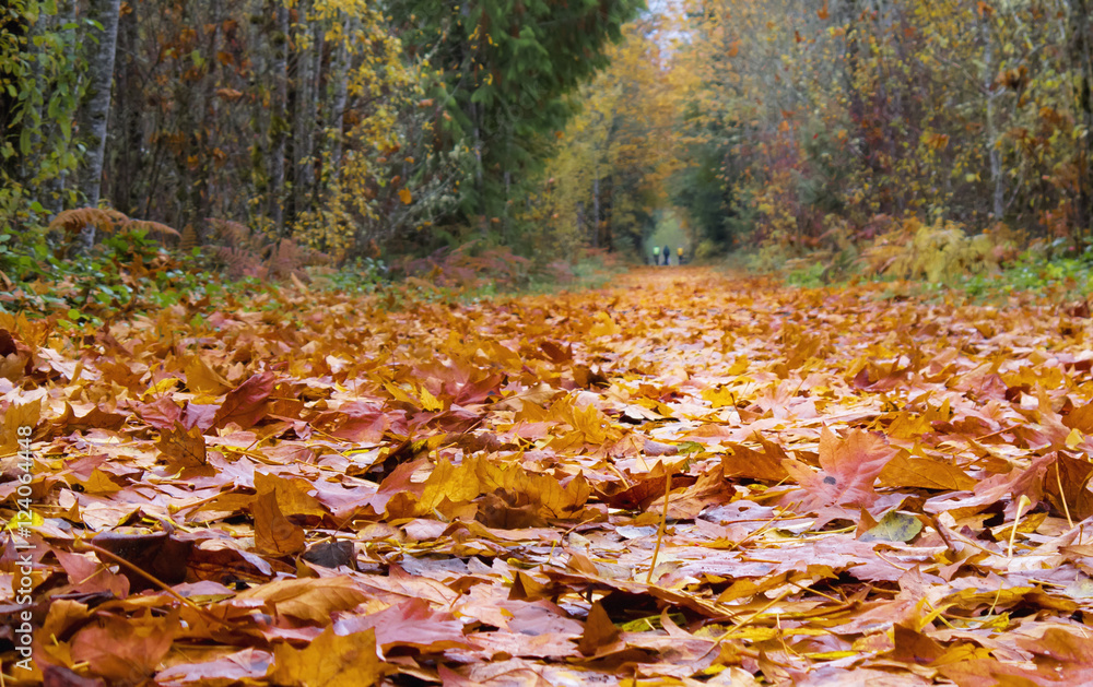 Fallen Leaves On A Path In Autumn; Cowichan Valley, Vancouver Island, British Columbia, Canada Fallen Leaves On A Path In Autumn; Cowichan Valley, Vancouver Island, British Columbia, Canada