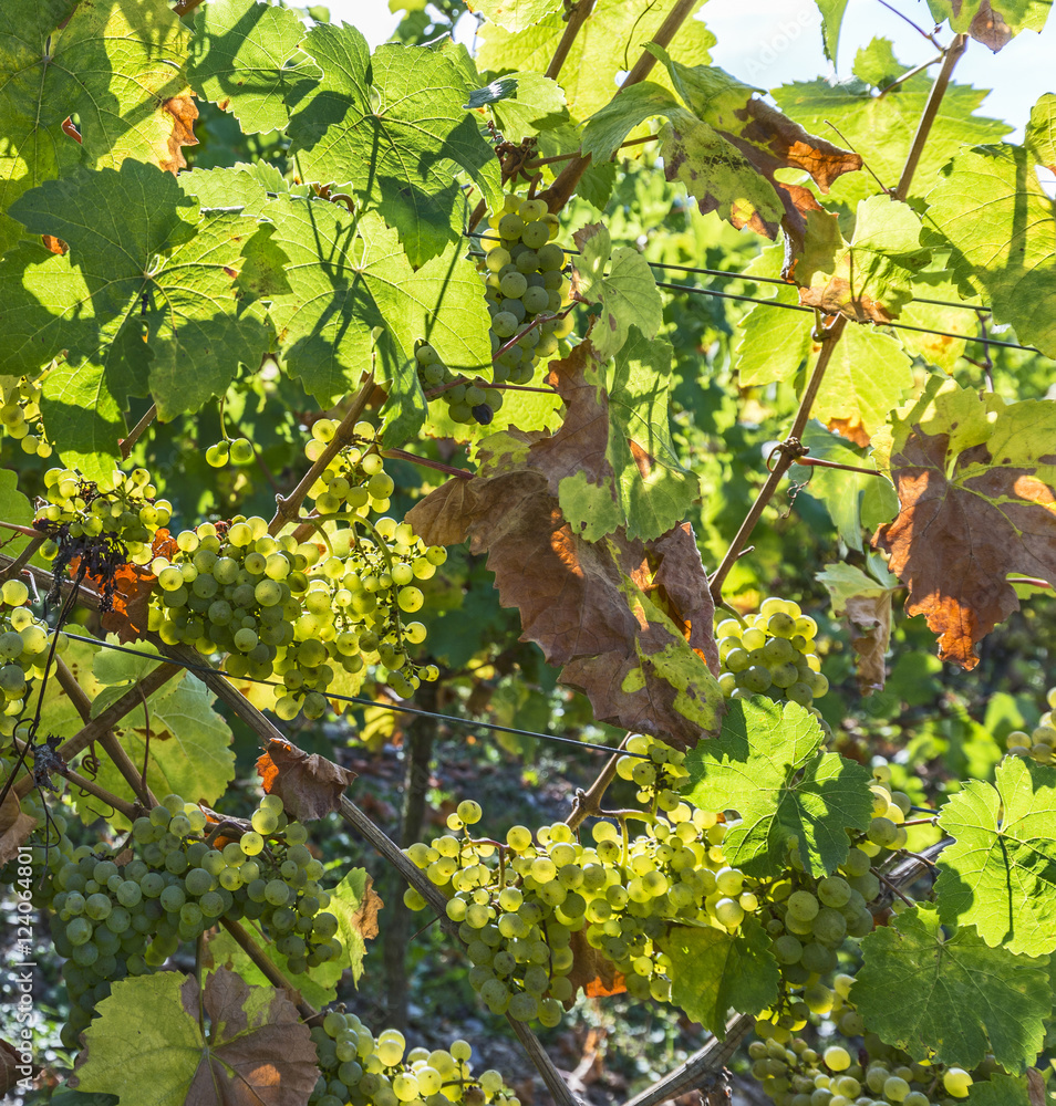 green vineyards in autumn ready for harvest in Trittenheim
