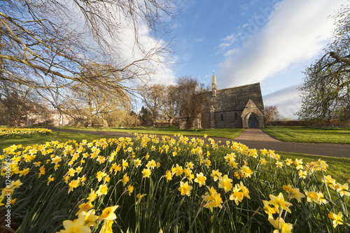 Daffodils In Bloom With St. Mary The Virgin Church In The Background; Etal, Northumberland, England photo