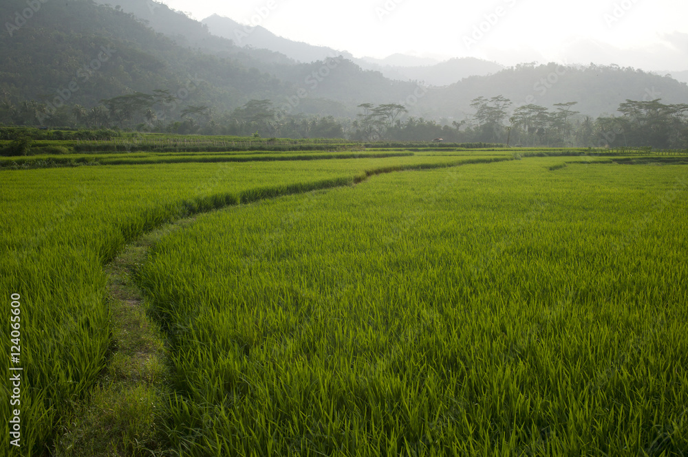 Agricultural Fields; Indonesia Agricultural Fields; Indonesia