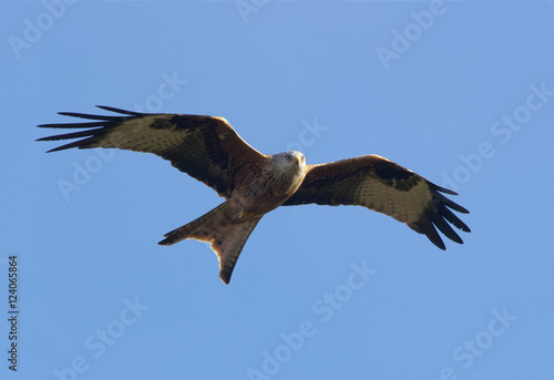 Red Kite (Milvus Milvus) In Flight Against A Blue Sky; Dumfries, Scotland photo