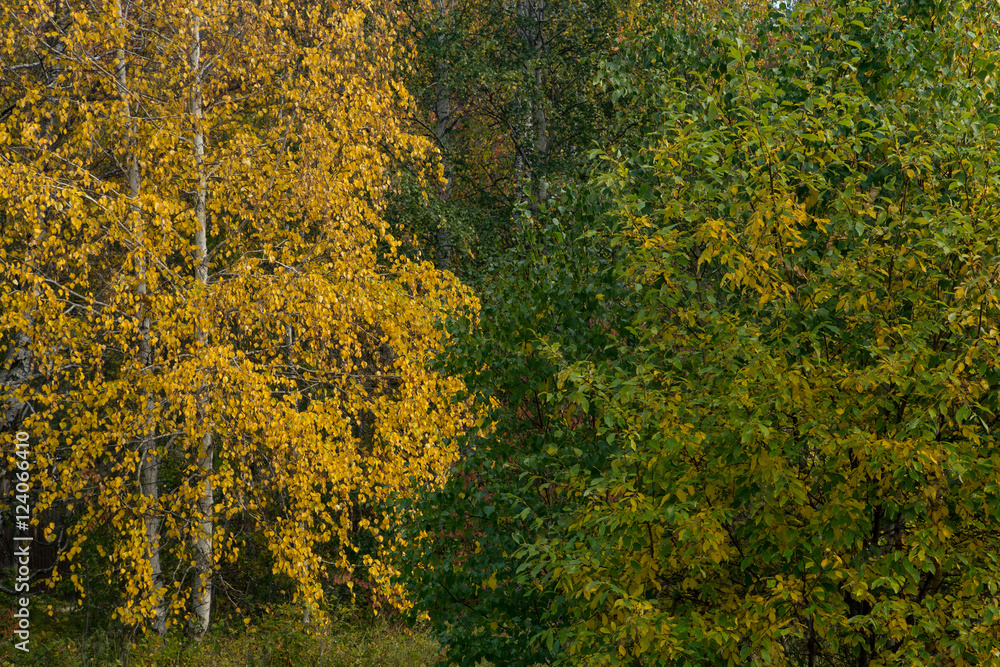 Fototapeta premium Background from yellow and green leaves on the trees. Lake Baikal shore, Russia.