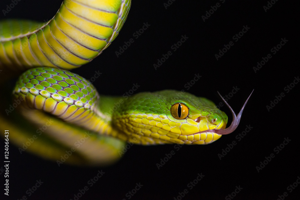 White lipped viper (Trimeresurus albolabris) White lipped viper (Trimeresurus albolabris)