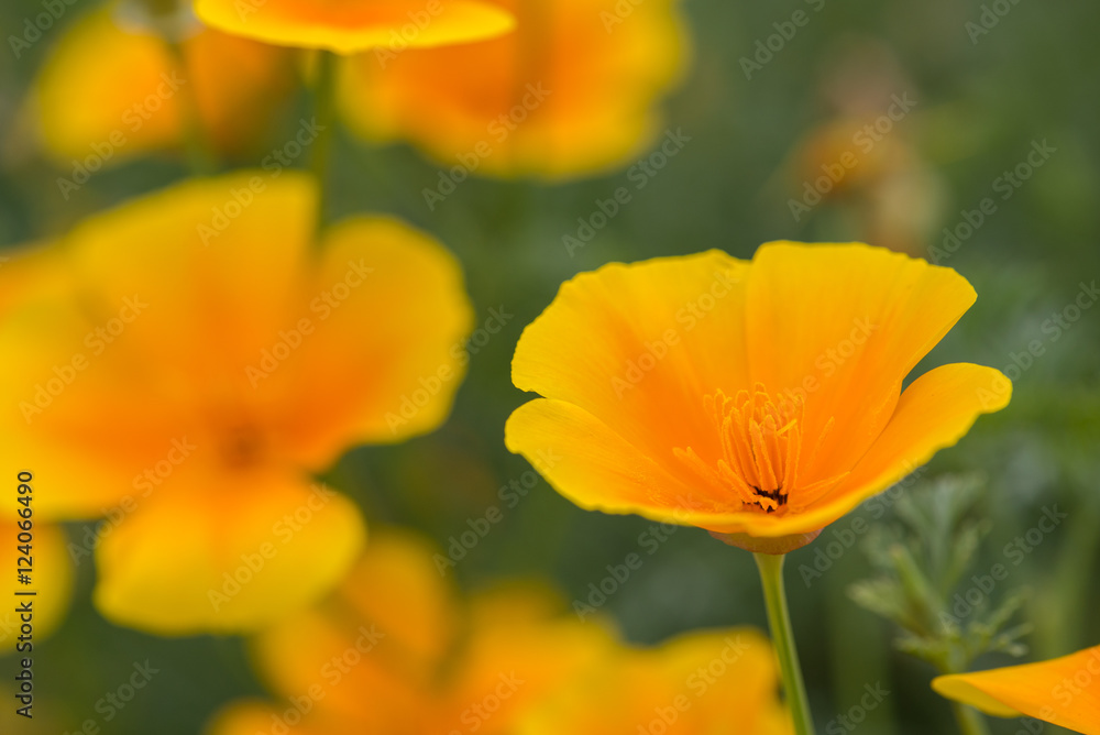 California golden poppy (Eschscholzia californica) California golden poppy (Eschscholzia californica)