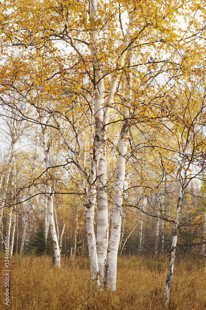 Birch Trees In Autumn; Thunder Bay, Ontario, Canada Birch Trees In Autumn; Thunder Bay, Ontario, Canada