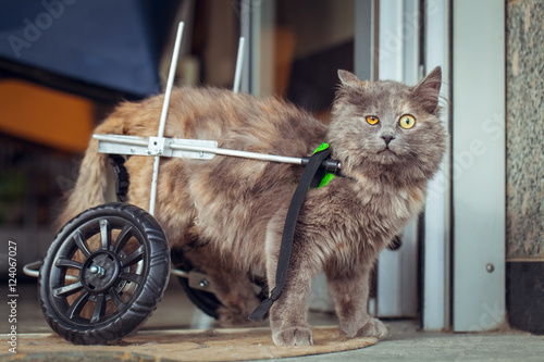 disabled | paralyzed cat with wheelchair