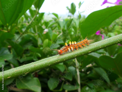 Little orange caterpillar walking on the green branch