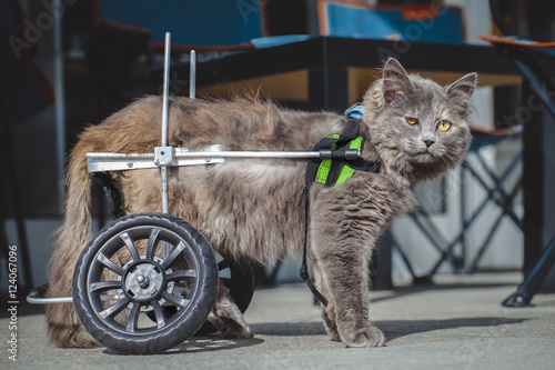 Fotografija disabled | paralyzed cat with wheelchair