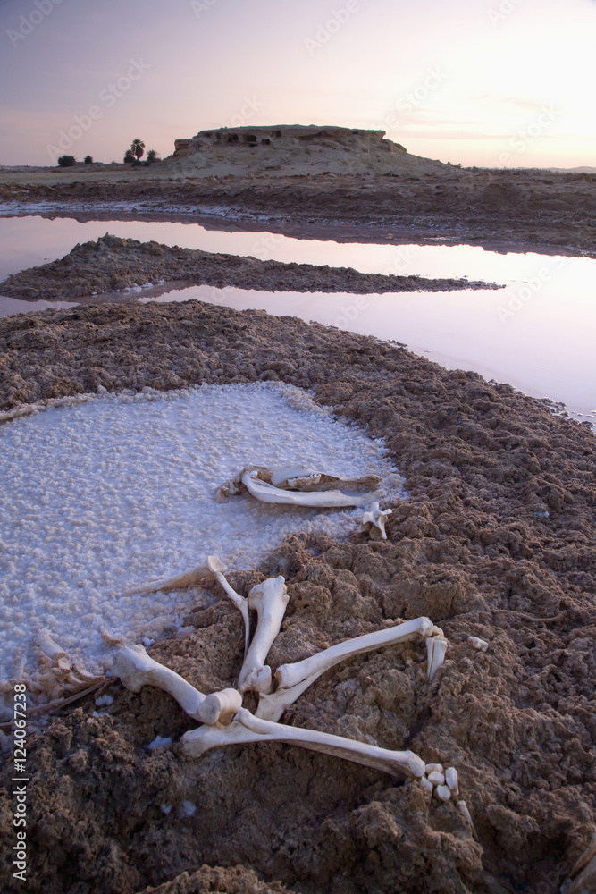 Animal Bones And Dried Salt Deposits On The Outskirts Of Siwa At The Siwa Oasis; Siwa, Egypt Animal Bones And Dried Salt Deposits On The Outskirts Of Siwa At The Siwa Oasis; Siwa, Egypt