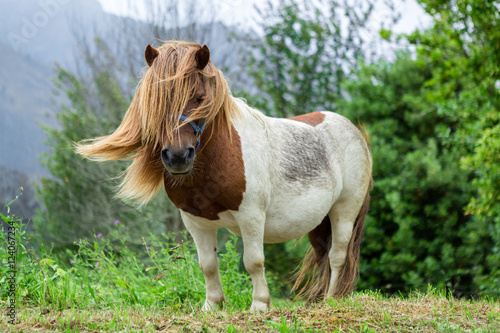 Fototapeta Naklejka Na Ścianę i Meble -  Beautiful Pony with long hair in the wild. 
A pony is a small horse and they exhibit thicker manes, tails and shorter legs. Ponies are seen in many equestrian pursuits. 