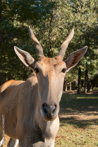 Common Eland