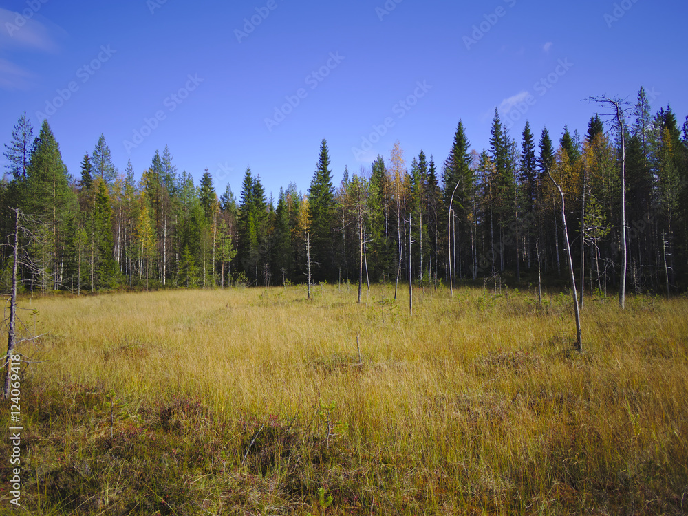 Small swamp in Lapland, Finland. Nature background. Small swamp in Lapland, Finland. Nature background.