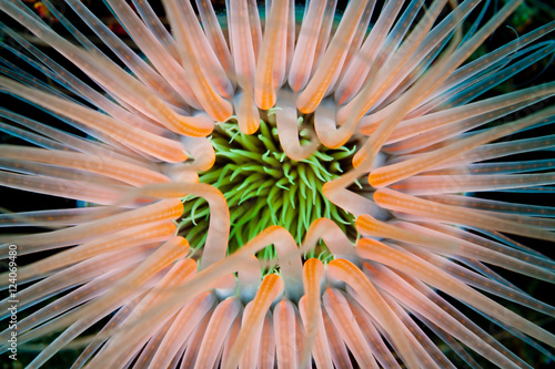 Anemone from outer space