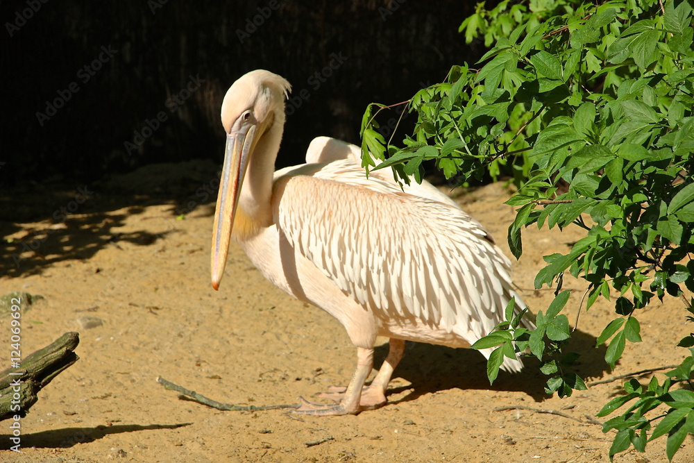 Obraz premium weißer Pelikan