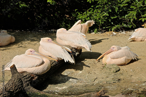 Pelikane ruhen sich aus auf einem Ast