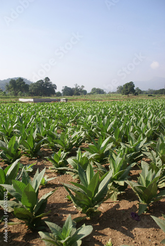 Well tended tobacco field photo