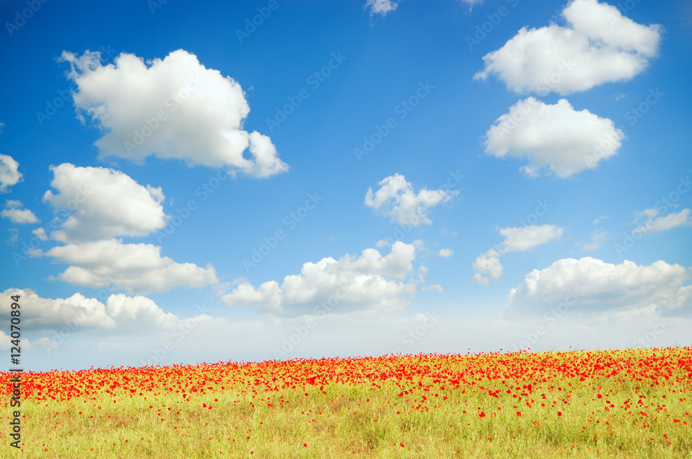 field with green grass and red poppies