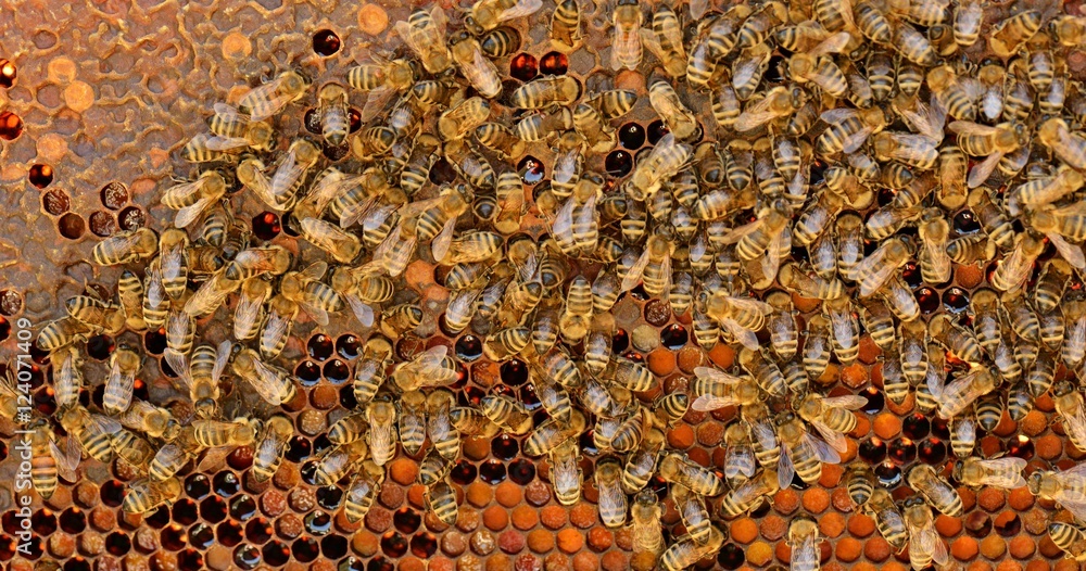 abeilles abeilles