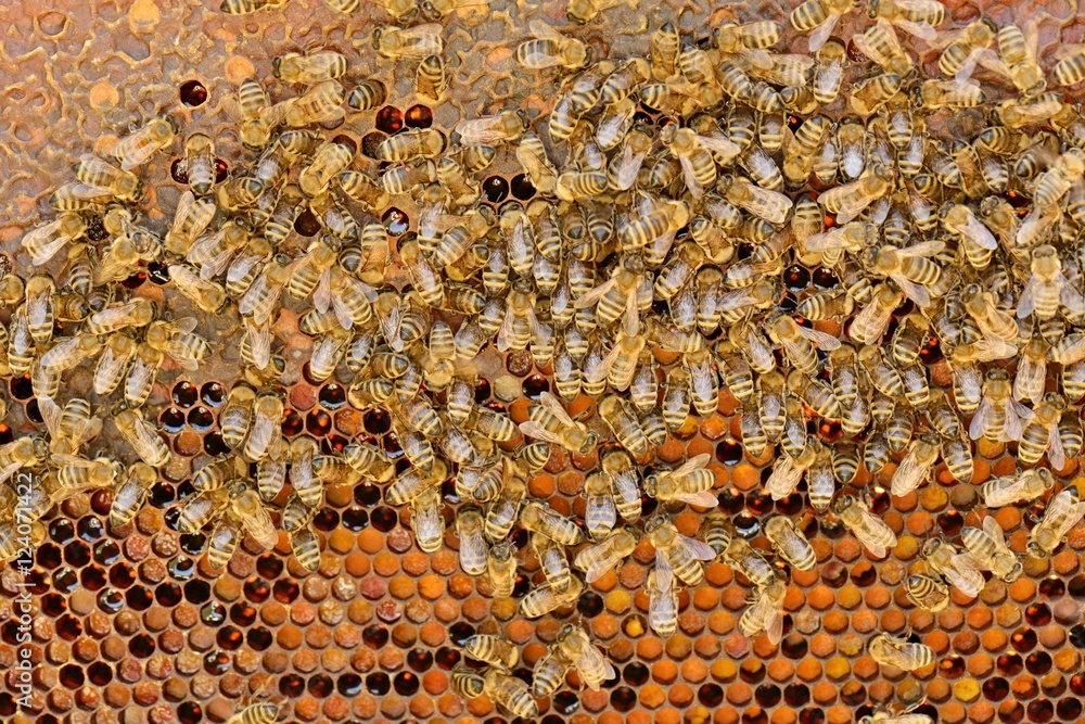 abeilles abeilles