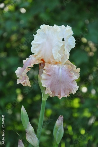 iris flower