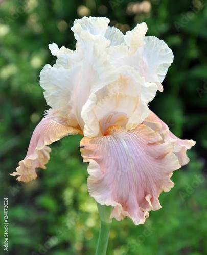 iris flower