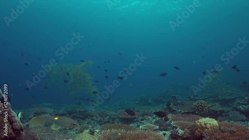 Wallpaper Mural Colorful coral reef with plenty fish. 4k footage Torontodigital.ca