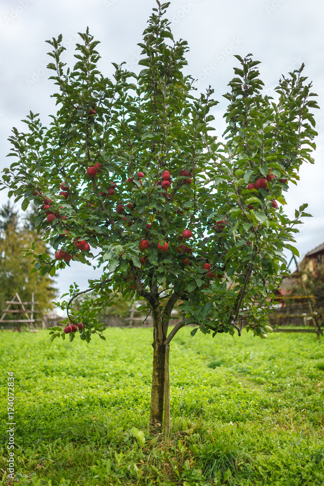Apple tree in the orchard