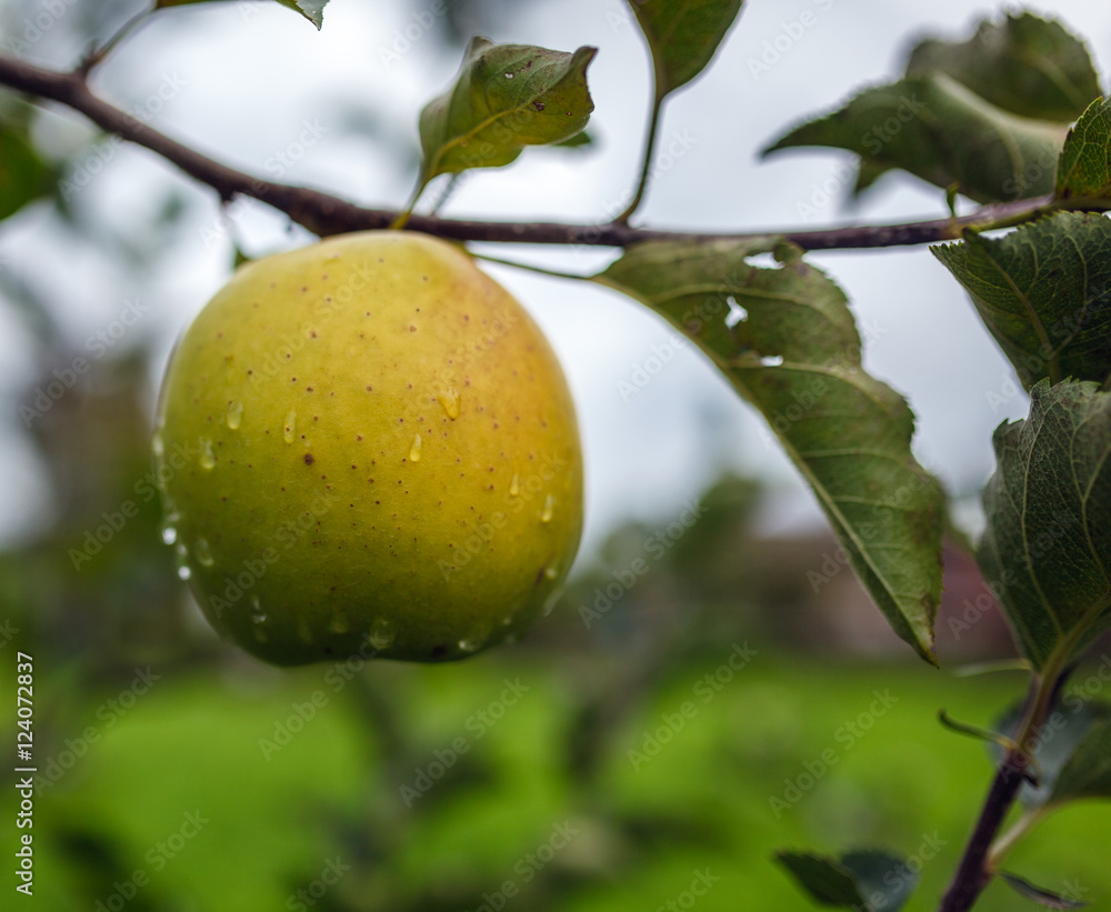 Closeup of an yellow apple after rain