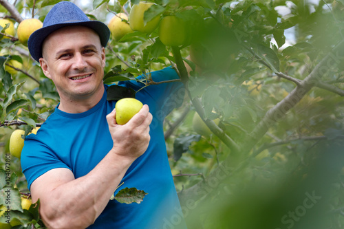 Farmer picking yellow apples