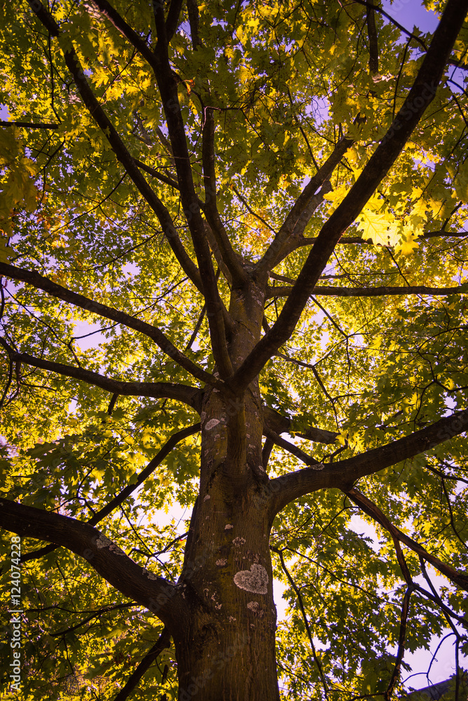 Bled Autumn Tree Bled Autumn Tree