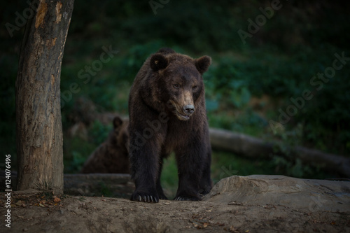 Brown bear  Ursus arctos 