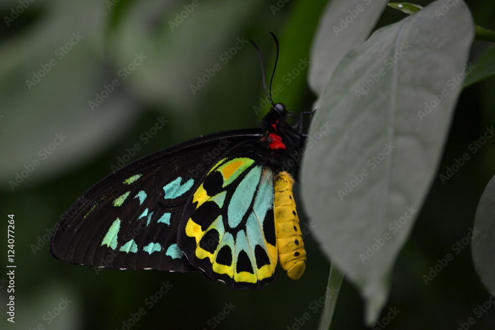 Butterfly resting on leaf Butterfly resting on leaf