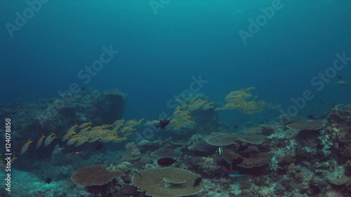 Wallpaper Mural Colorful coral reef with plenty fish. 4k footage Torontodigital.ca